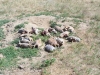 Pile of Prairie Dogs